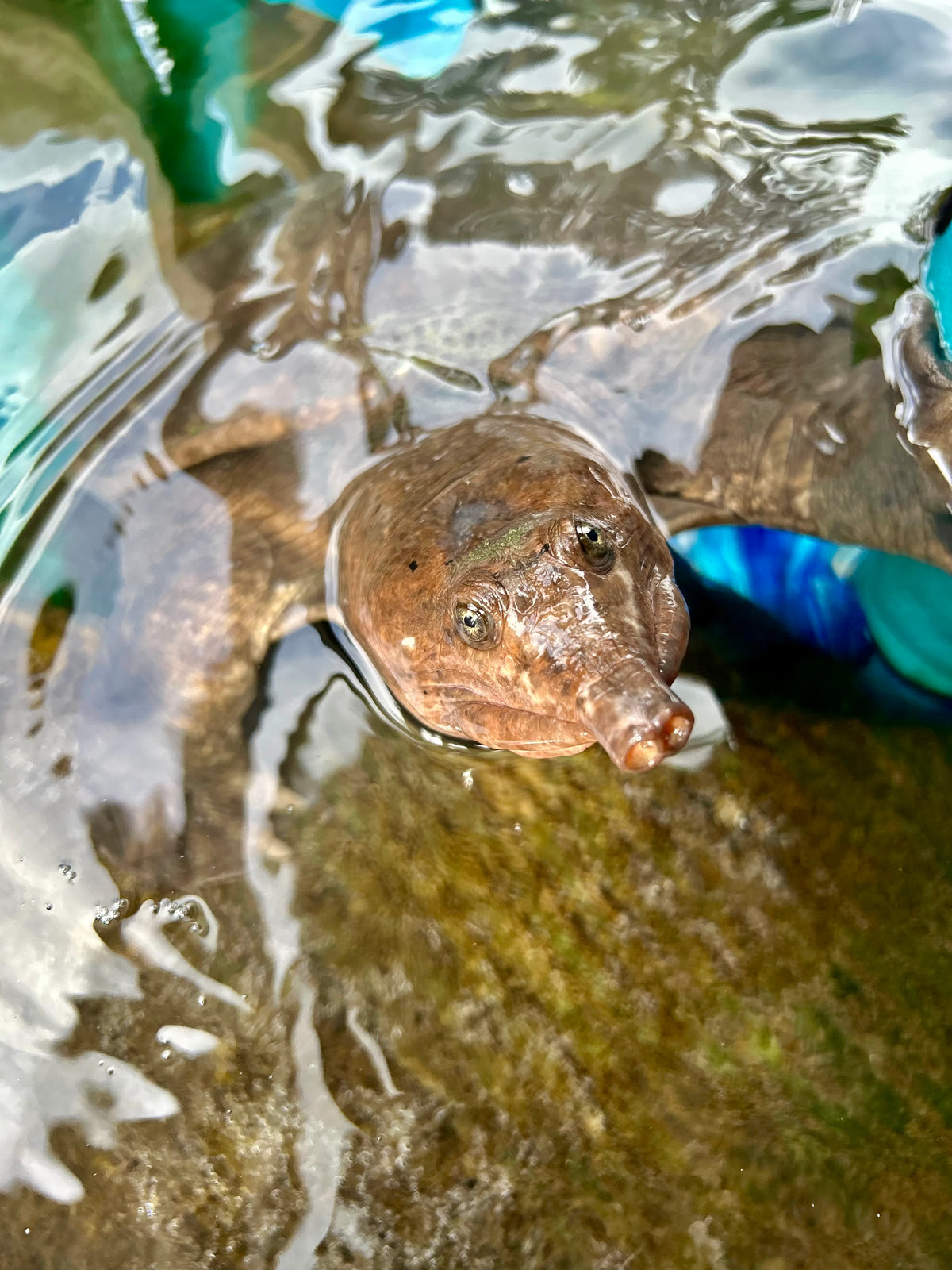 Head above water