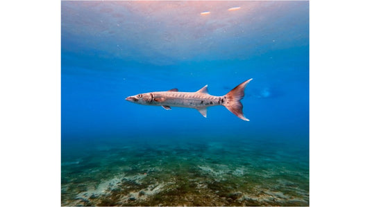 How to Choose Underwater Photography Prints