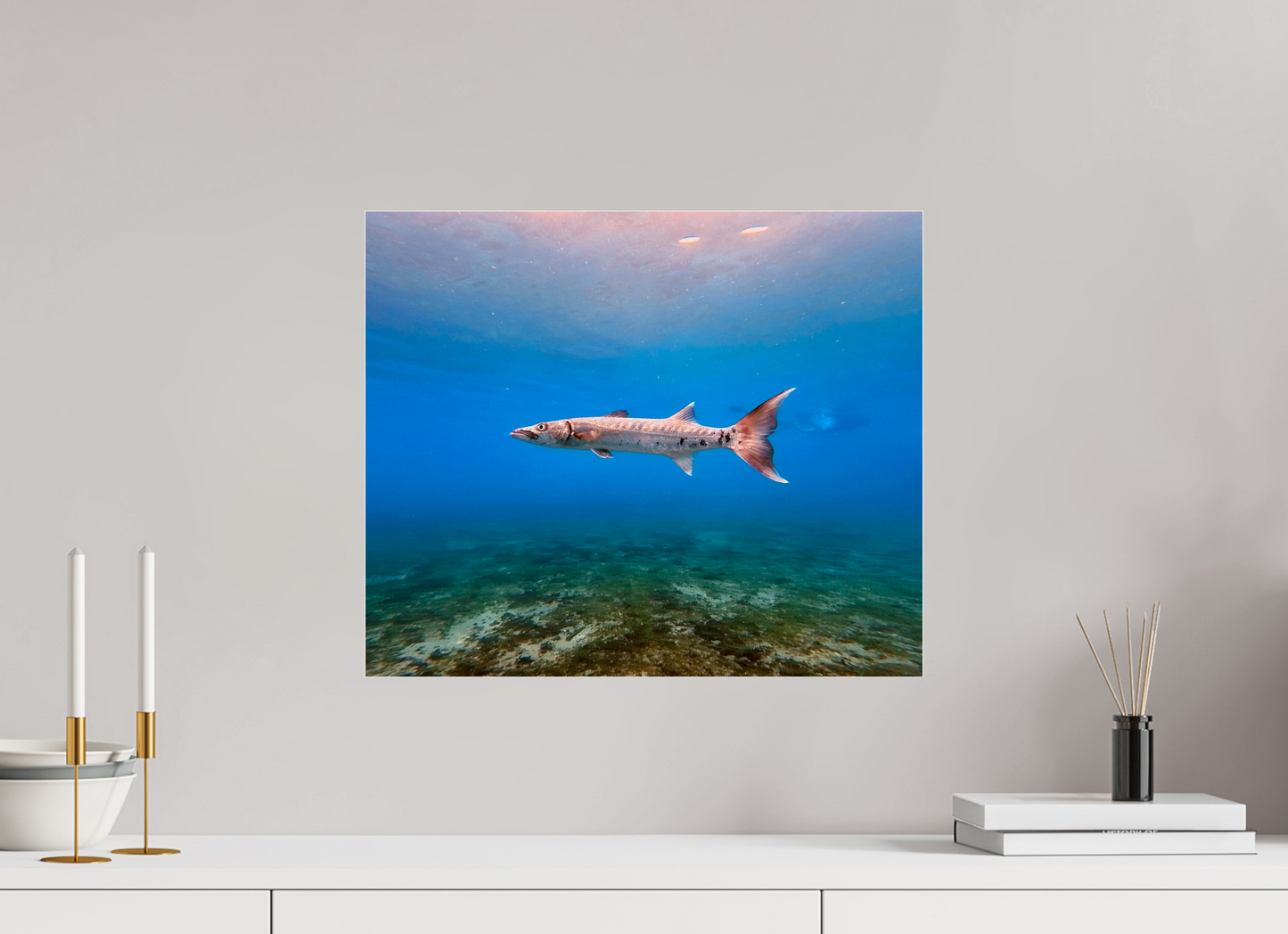 19.1 x 16″, Photo Print Under Acrylic Glass Barracuda