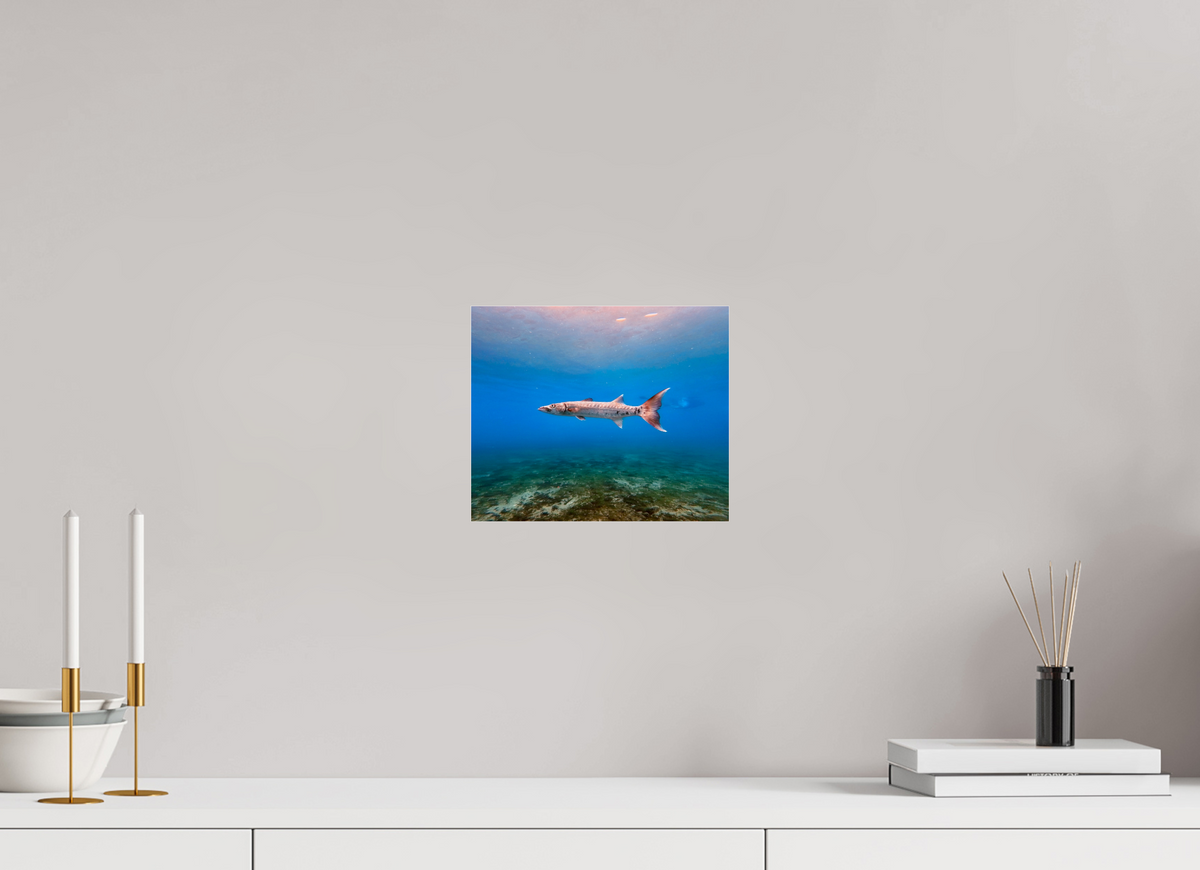 9.6 x 8″, Photo Print Under Acrylic Glass Barracuda