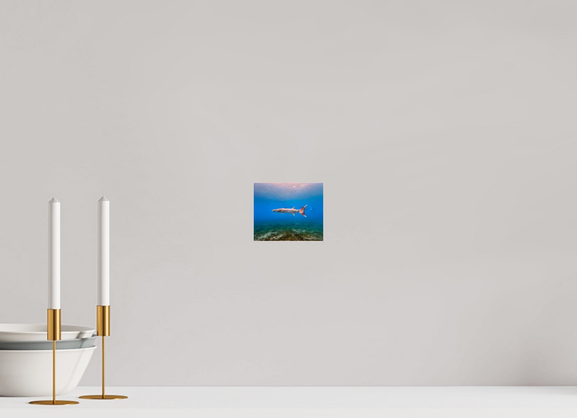 4.8 x 4″, Photo Print Under Acrylic Glass Barracuda
