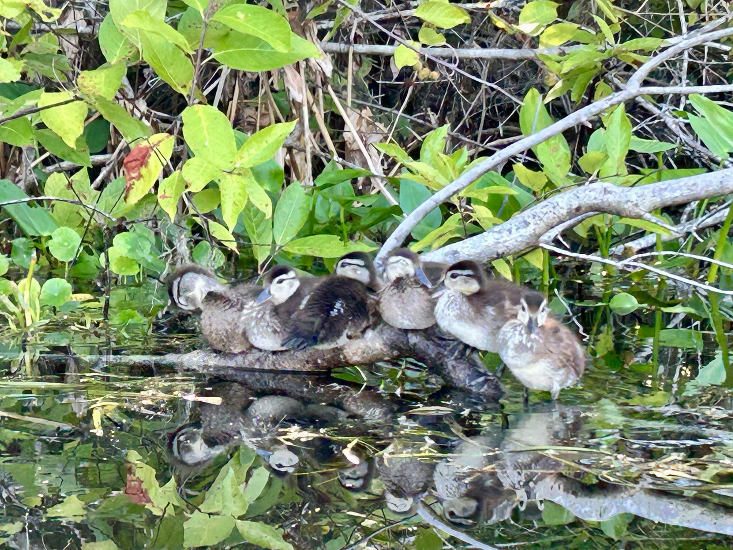 All my ducks in a row