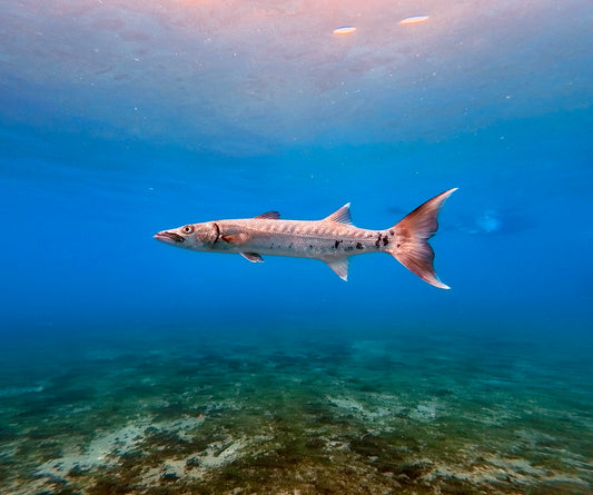 Barracuda