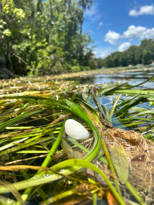 Egg in Water