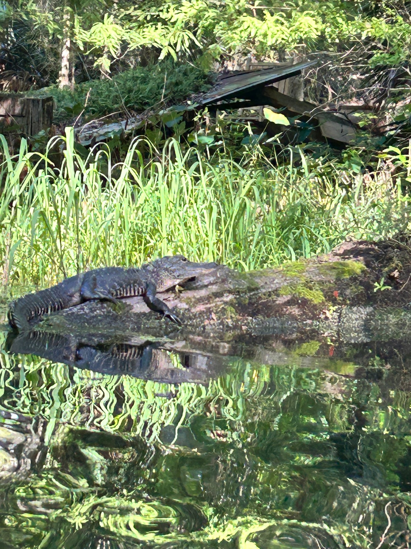 Gator on a Log
