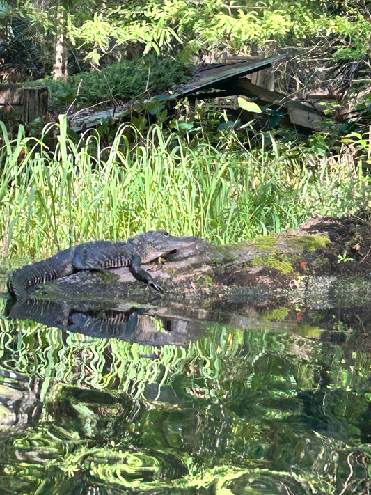 Gator on a Log