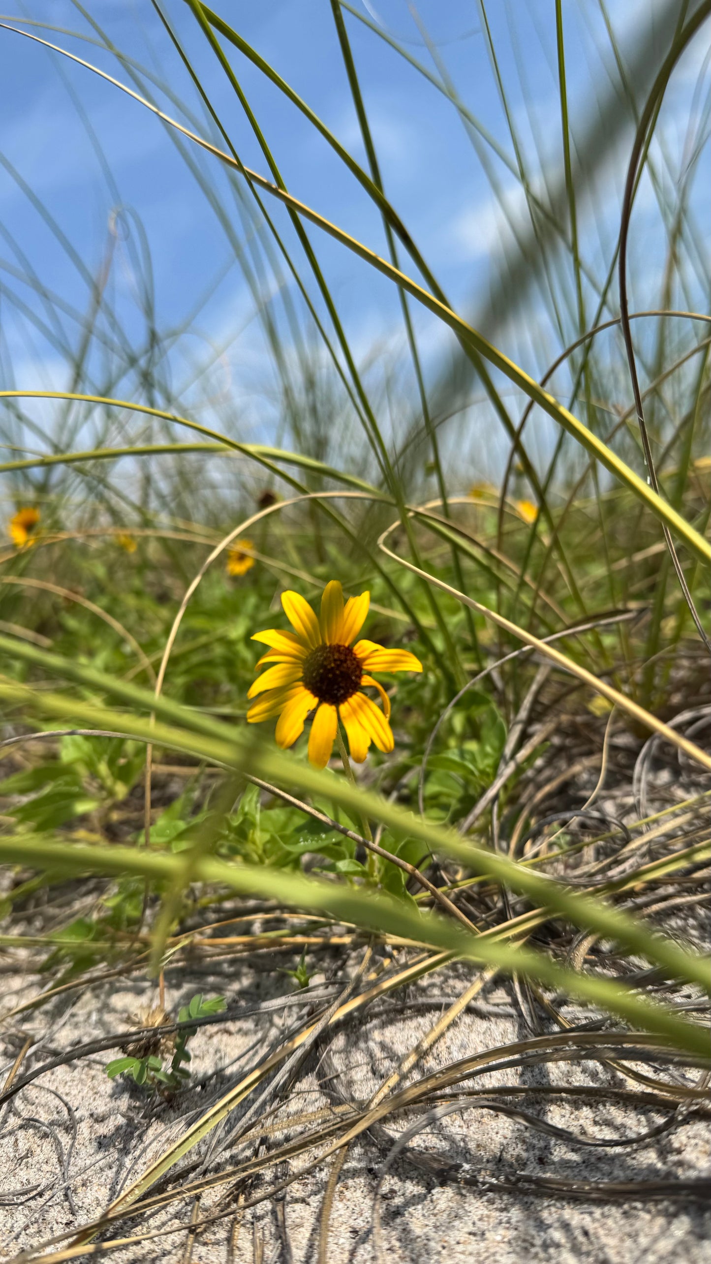 Beach Flower