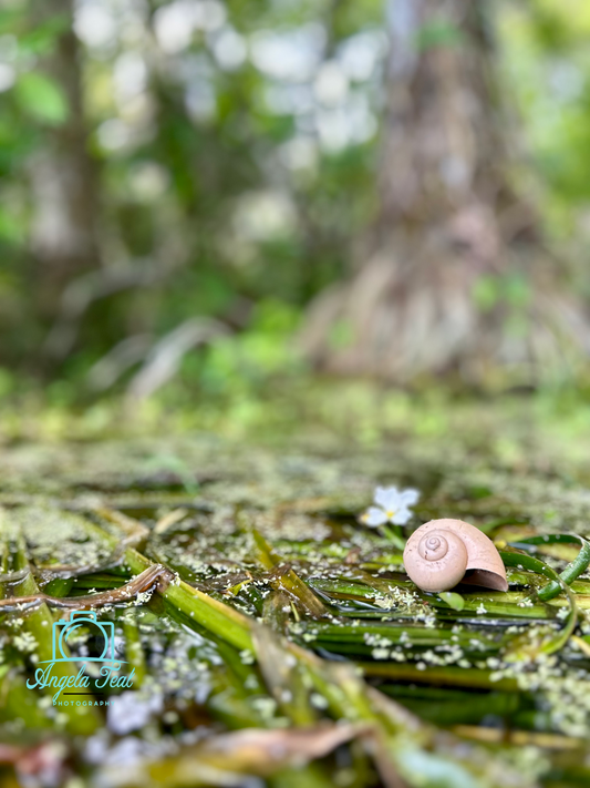 Spring Snail and Flower