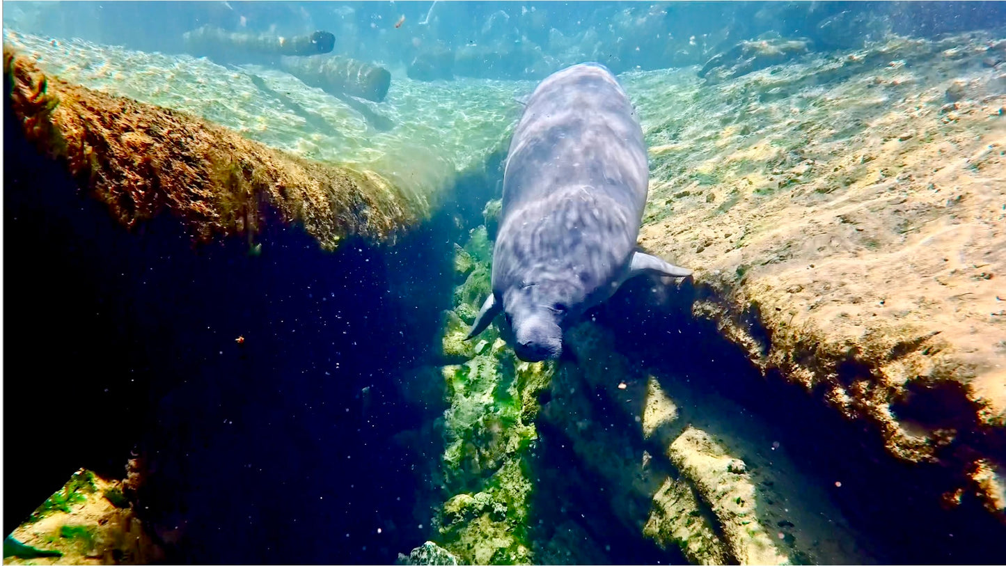 Manatee