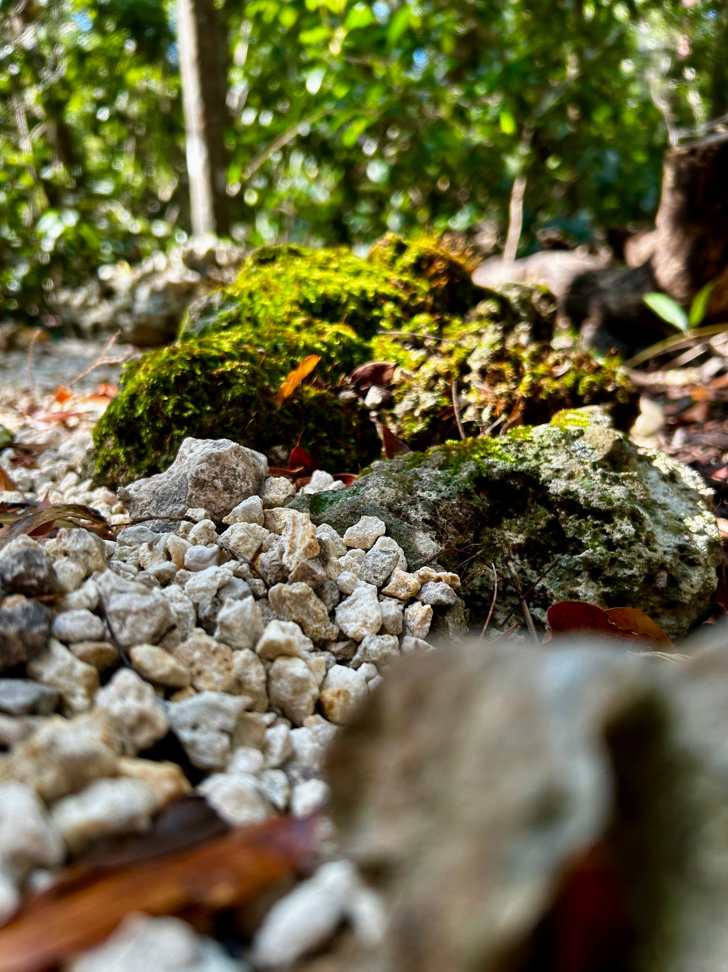 Moss Rocks