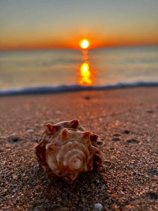 Shell Sunrise