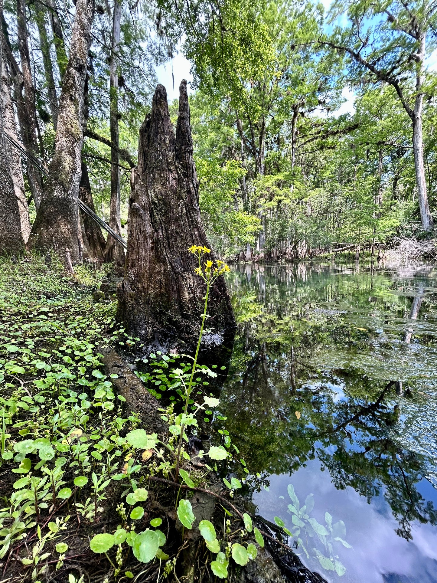 Cypress Knees