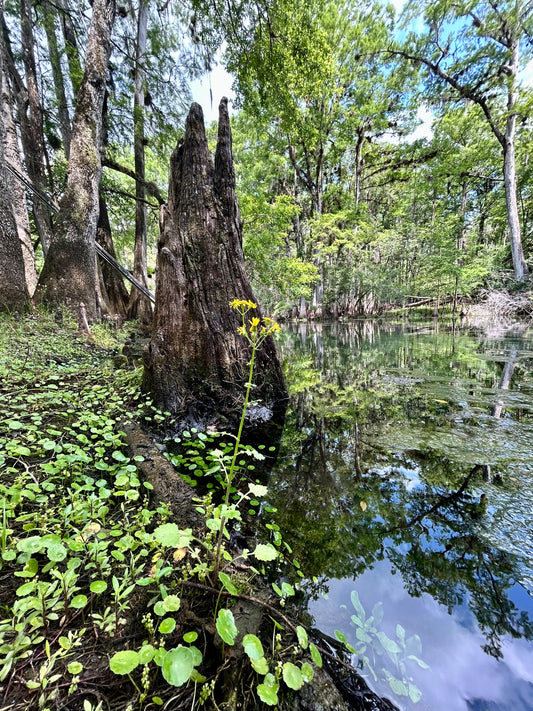 Cypress Knees
