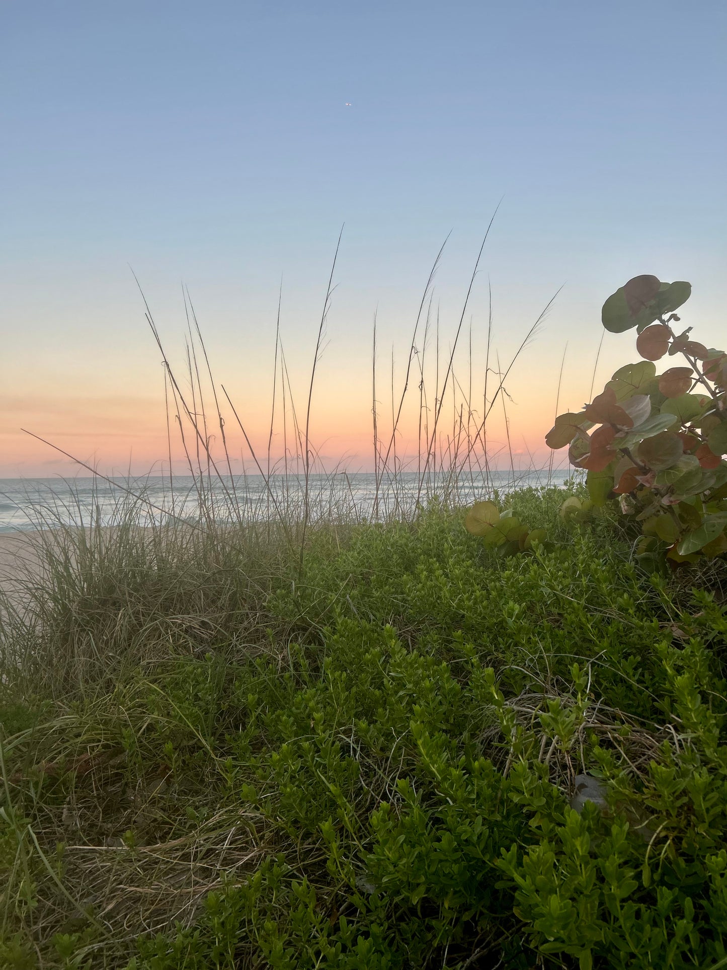 Sunset Seagrass