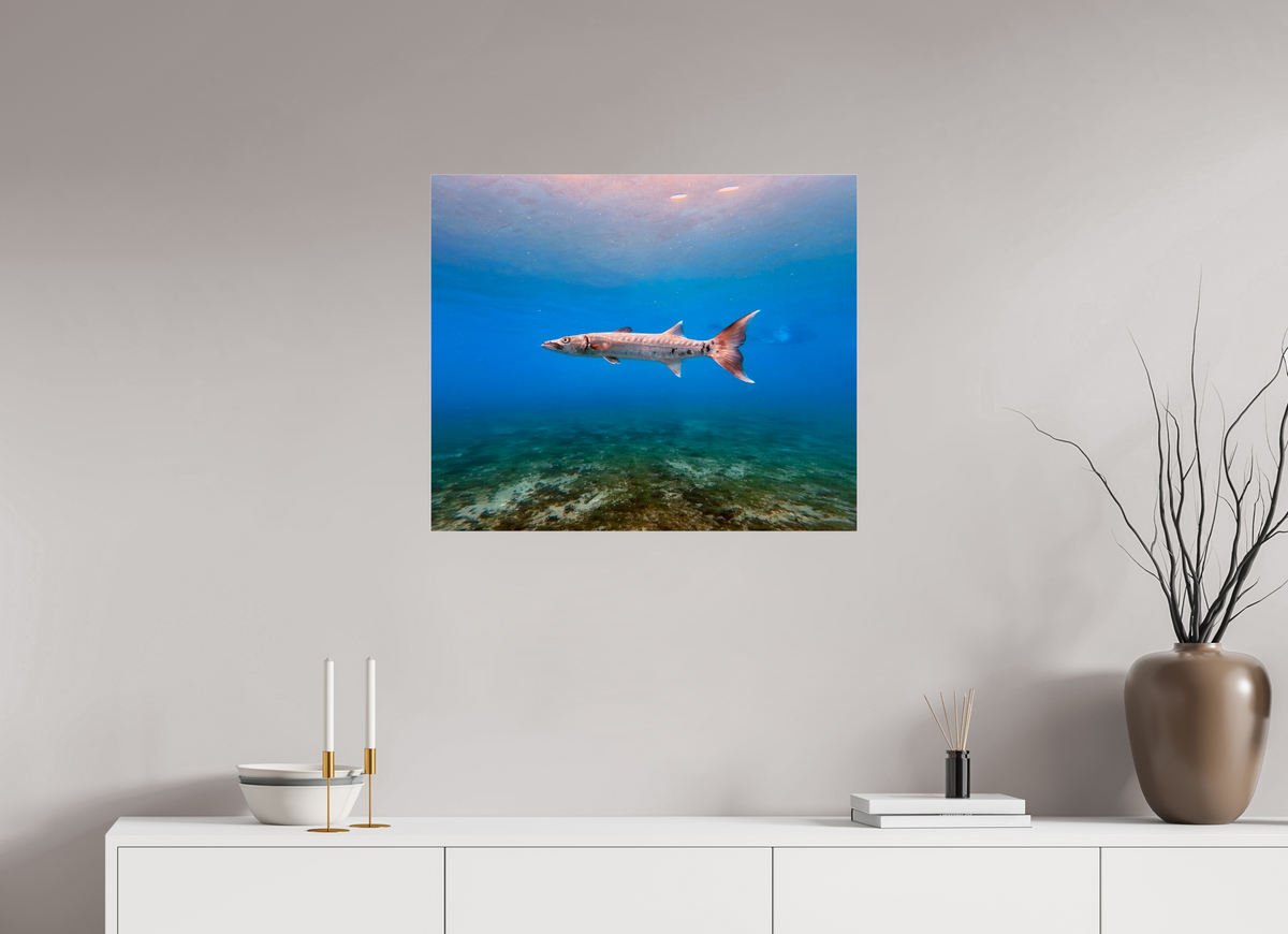 28.7 x 24″, Photo Print Under Acrylic Glass Barracuda