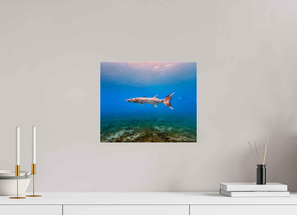 14.4 x 12″, Photo Print Under Acrylic Glass Barracuda