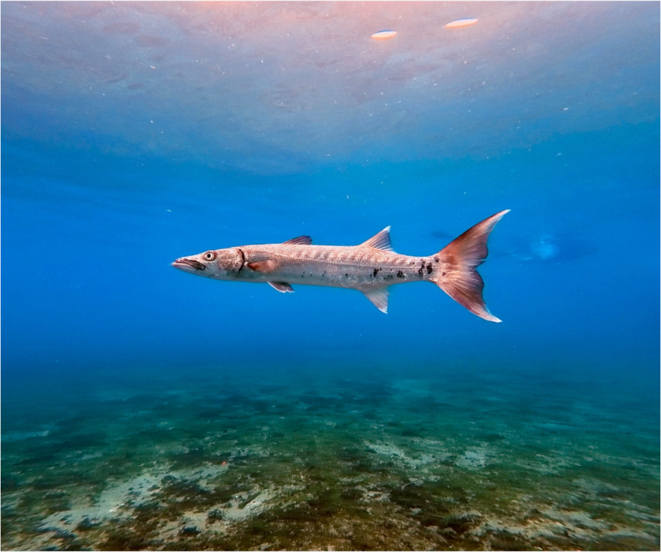 Main image Barracuda
